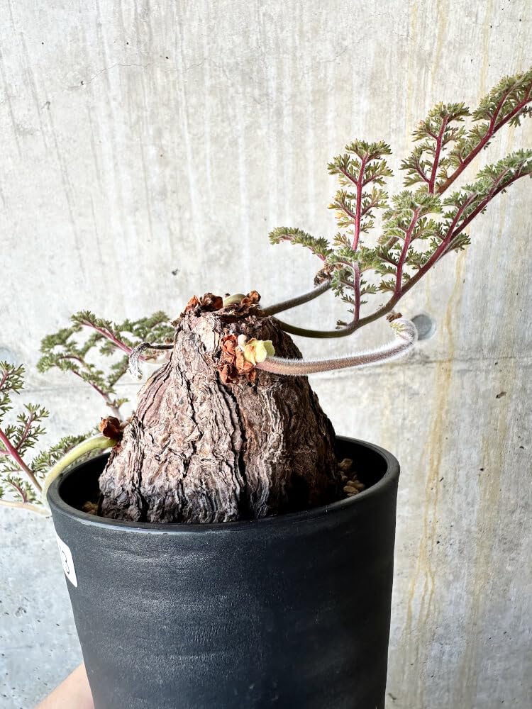 Amazon｜【現品限り】ペラルゴニウム・トリステ【J73】 Pelargonium