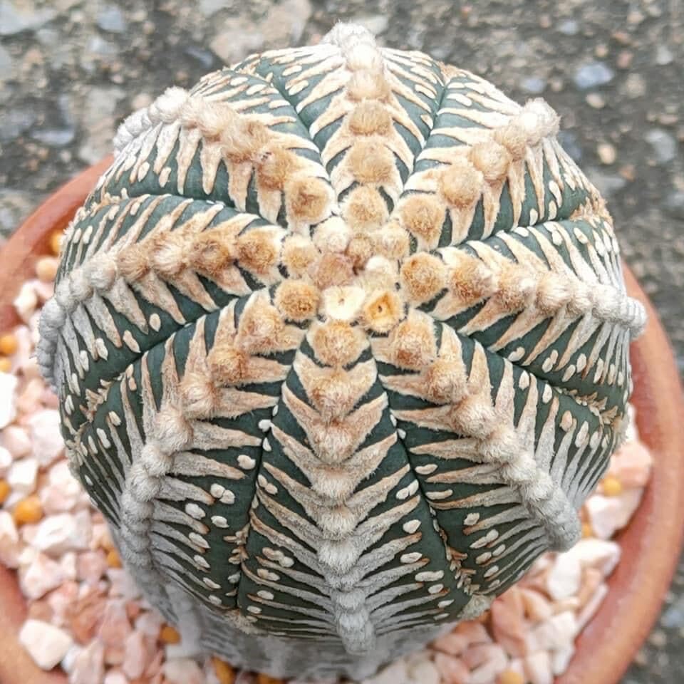 Amazon.co.jp: アストロフィツム スーパー兜 V タイプ 種子＝ 30粒