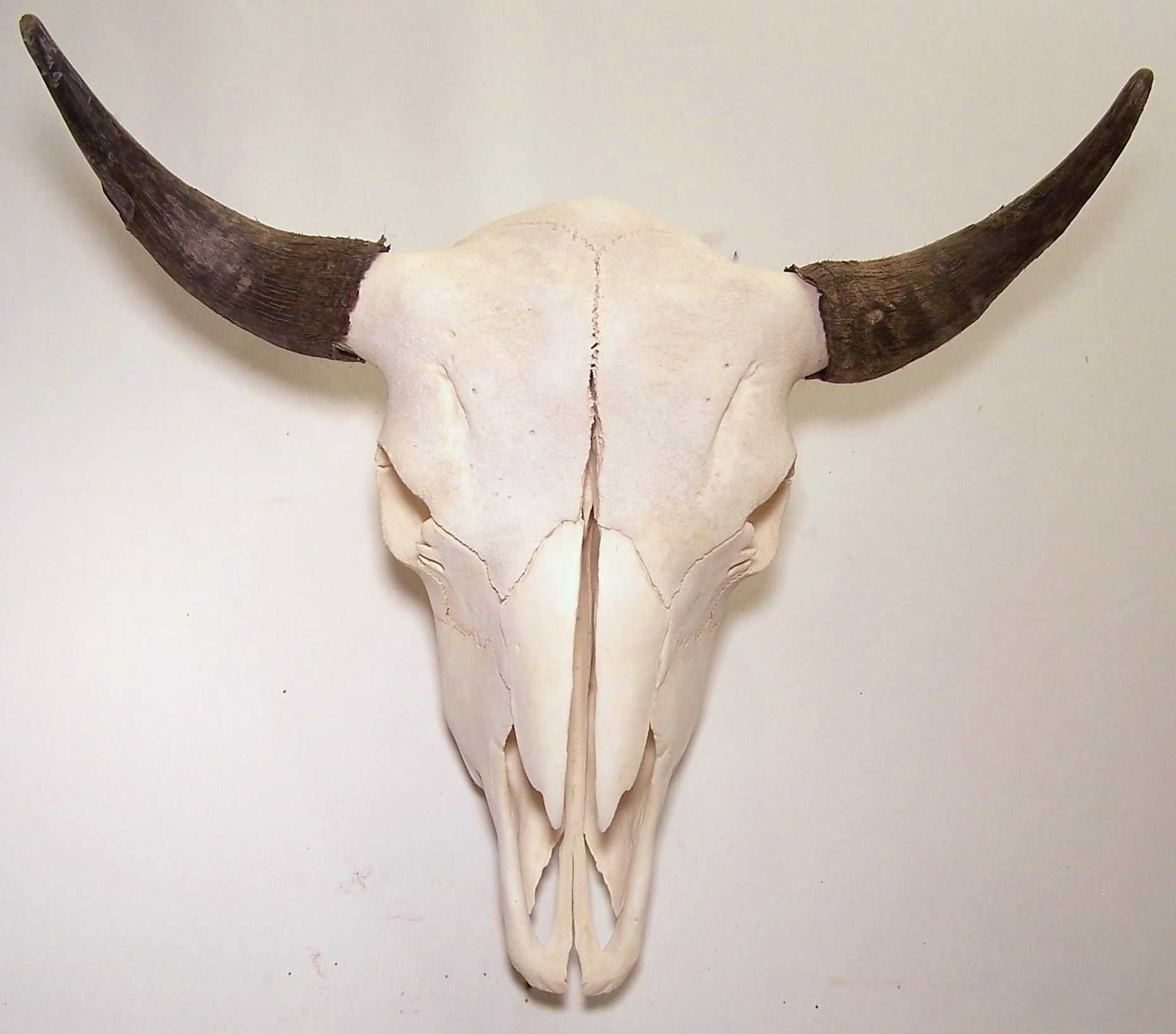 Amazon.co.jp: Clear Creek Trading Real Bone American Bison