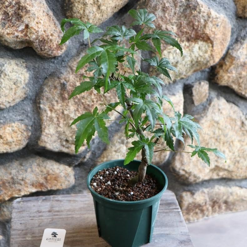 Amazon.co.jp: 山モミジ 曲がり仕立て 4号鉢 1株販売 ヤマモミジ