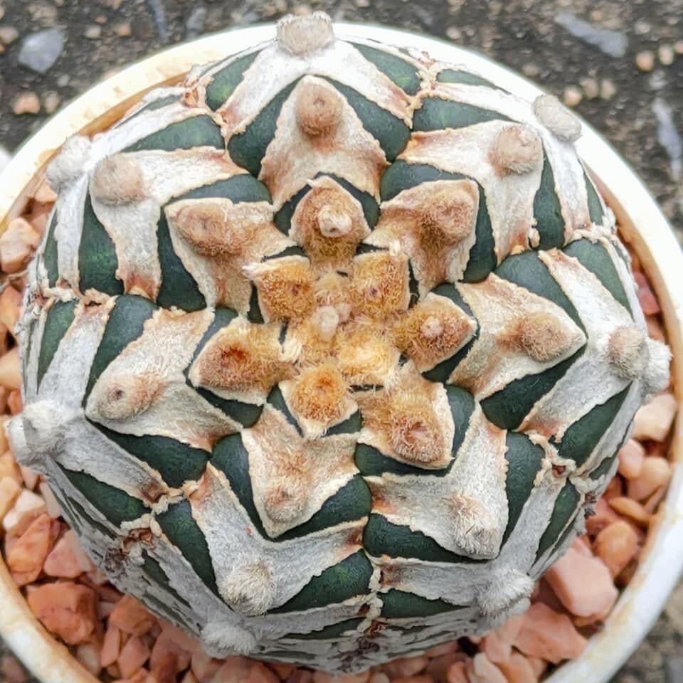 Amazon.co.jp: アストロフィツム スーパー兜 V タイプ 種子＝ 30粒