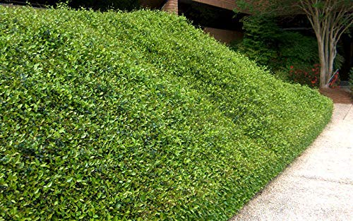 Amazon.com: Asiatic Jasmine Minima - 60 Live Plants - Asian Ground