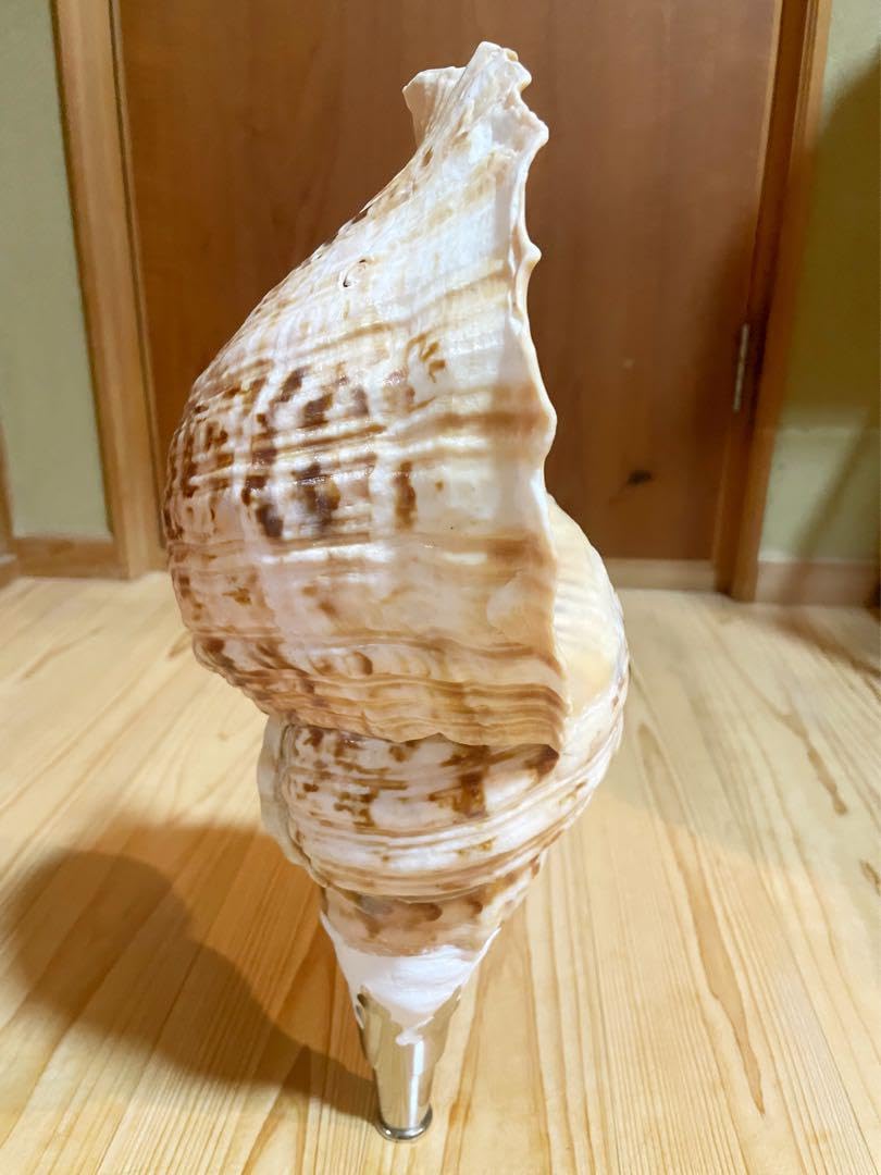 大型肉厚39㎝修験道法螺貝 山伏 密教 魔除け 熊よけ❣️