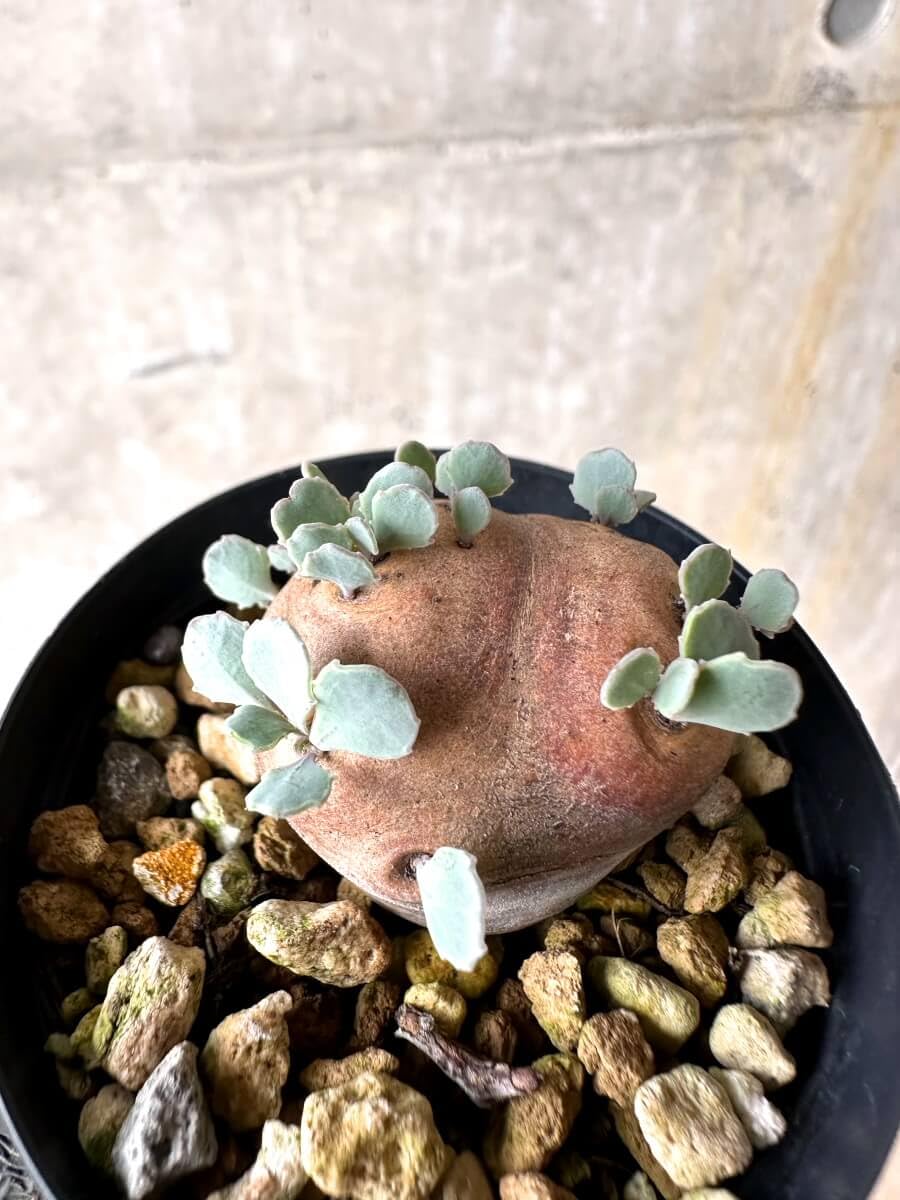 Amazon｜【現品限り】オトンナ・カカリオイデス 現地株 発根済み【O34