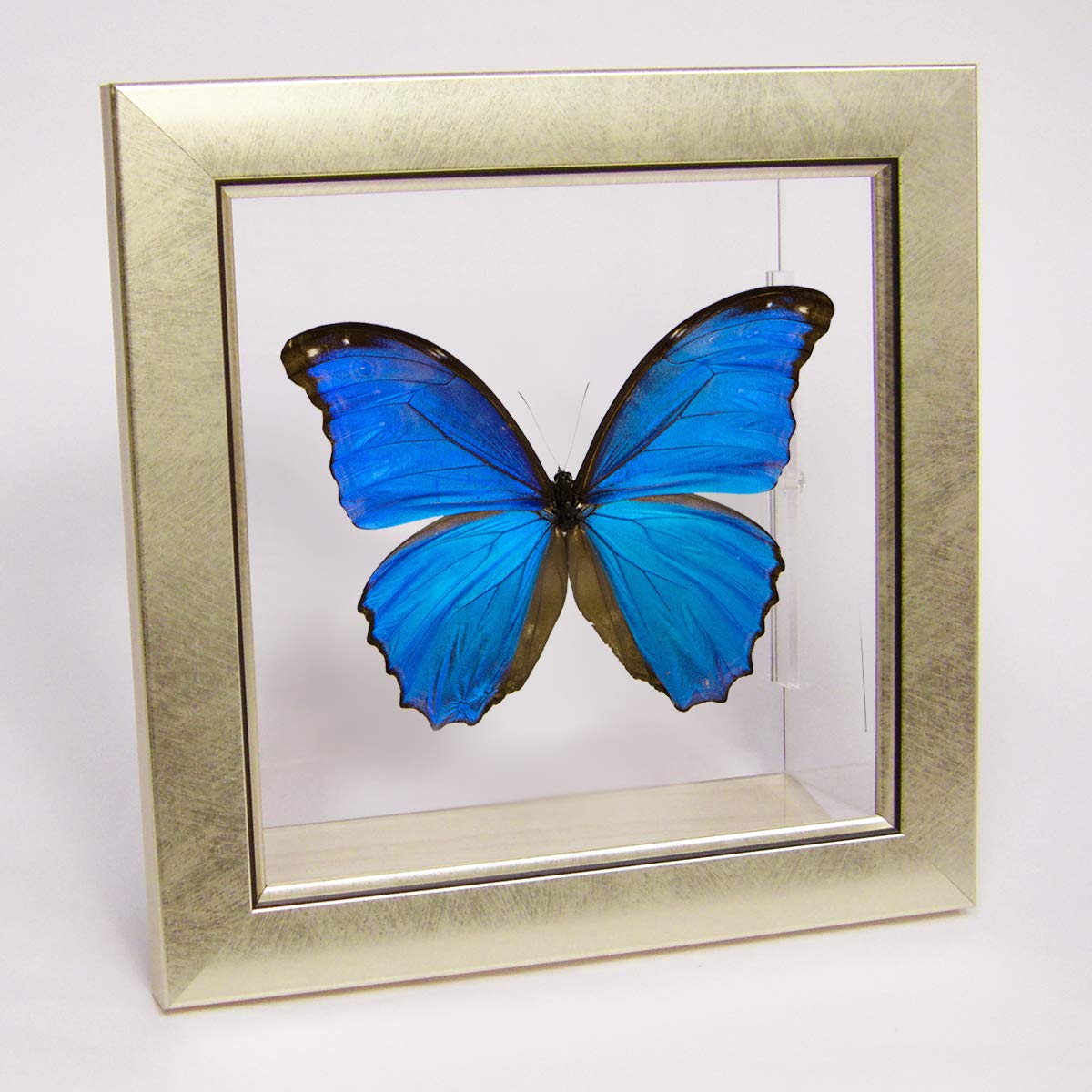 Amazon.co.jp: 蝶の標本 ディディウスモルフォ メタリック調ライト