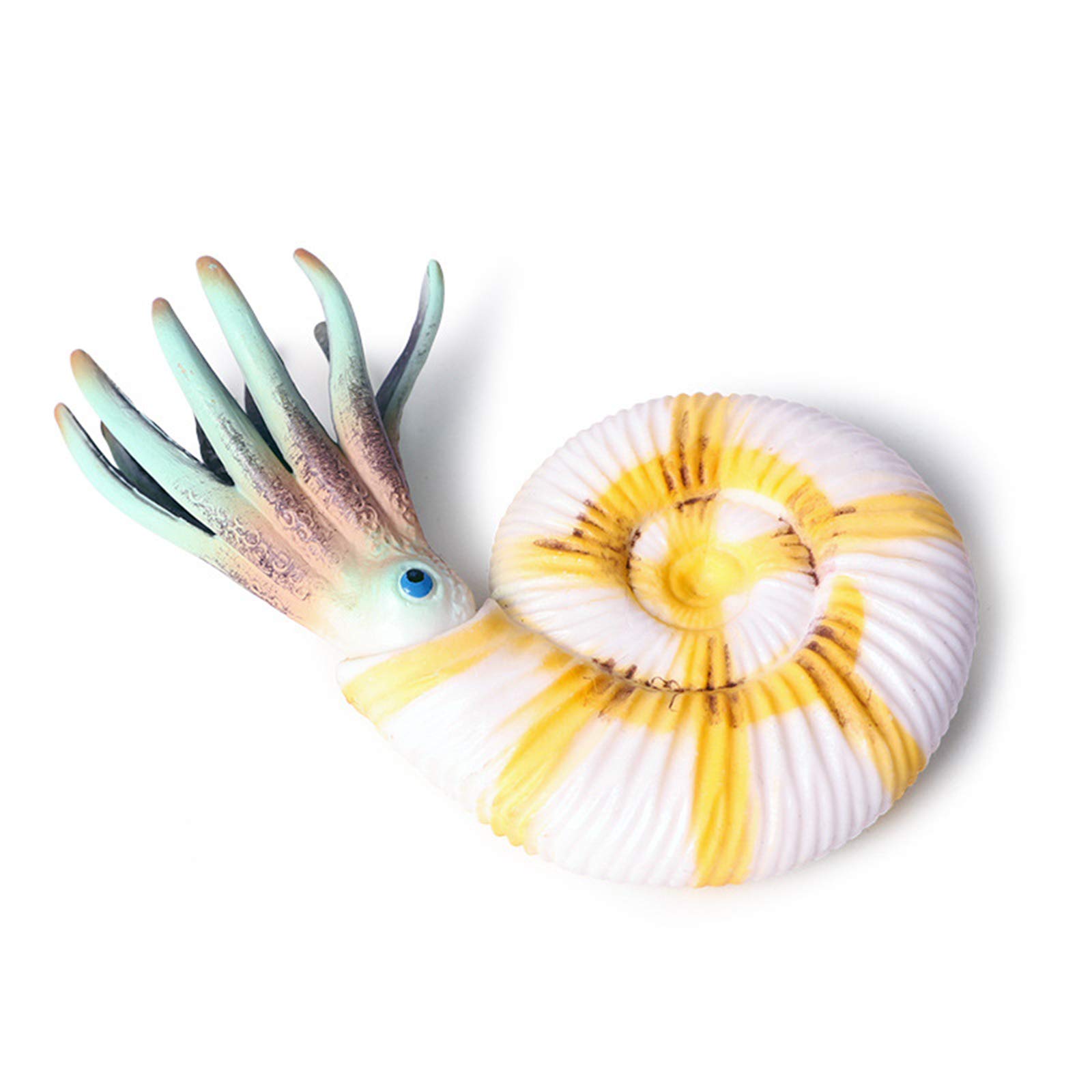 Amazon | Eden Toys オウムガイ 鸚鵡貝 動物 海洋 軟体動物 生きている