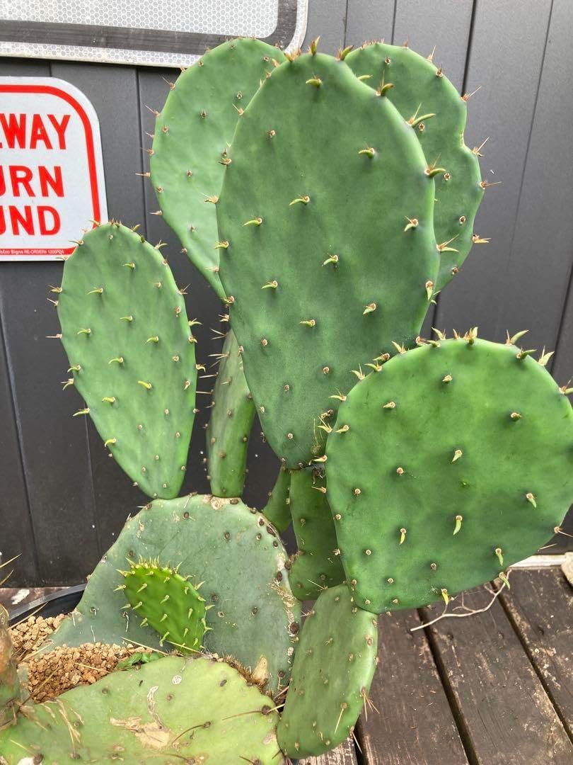耐寒性オプンチア大型 宝剣の群生株◇ドライガーデン多肉サボテン島
