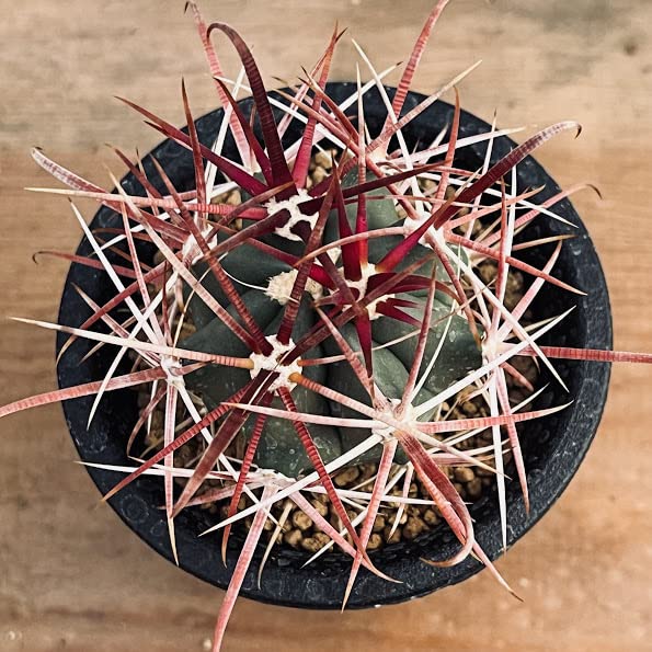 Amazon｜サボテン：フェロカクタス 赤刺金冠竜*☆赤松実生｜観葉植物