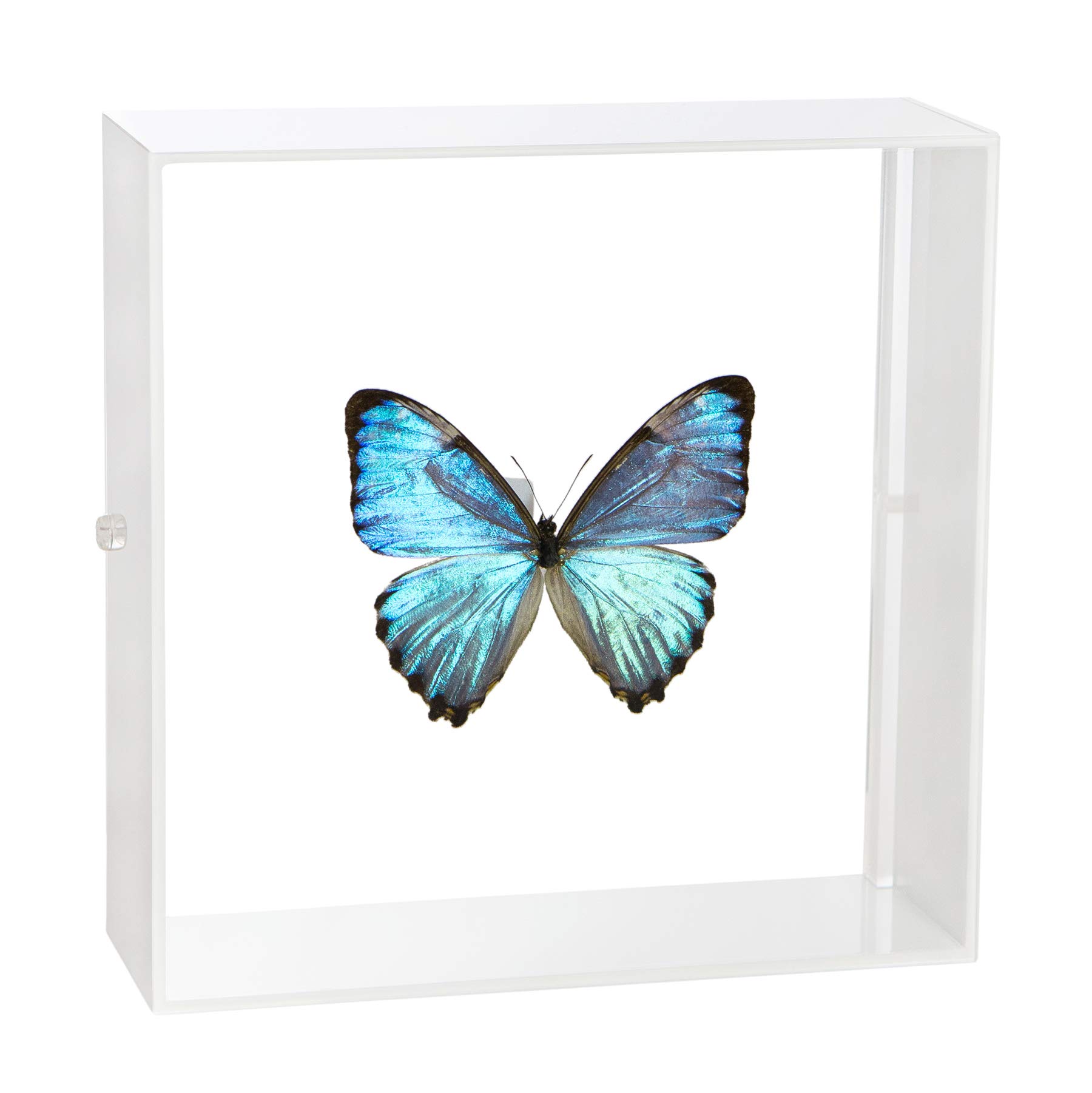 Amazon.co.jp: 蝶の標本 ポルティスモルフォ モルフォチョウ アクリル
