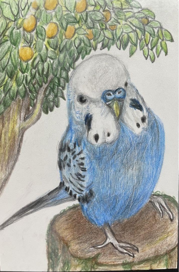 Amazon.co.jp: 色鉛筆画 リアルで可愛いセキセイインコ 葉書サイズ