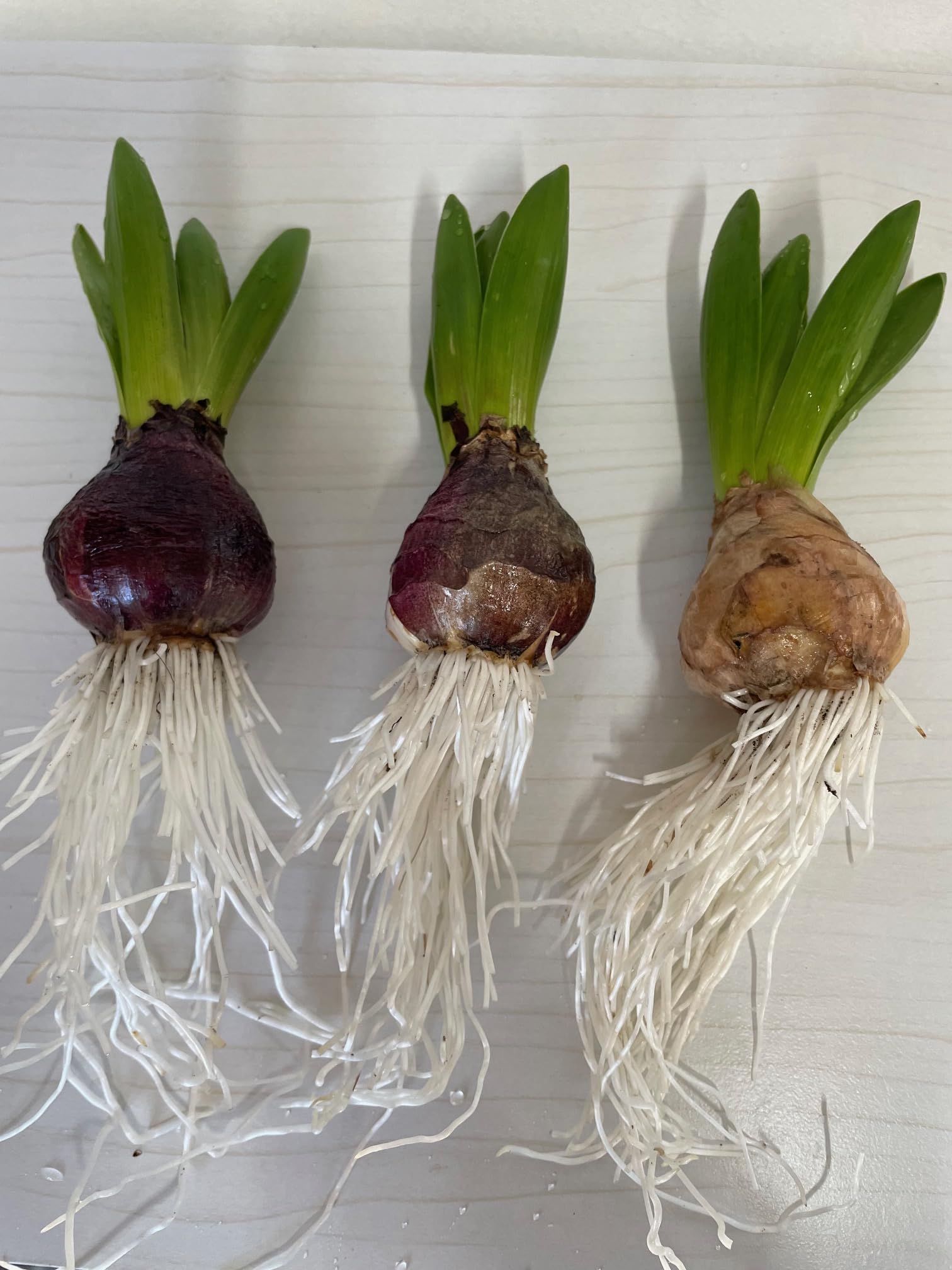 Amazon.co.jp: 土を使わない水栽培【ヒヤシンス「3色MIX」水耕栽培球根