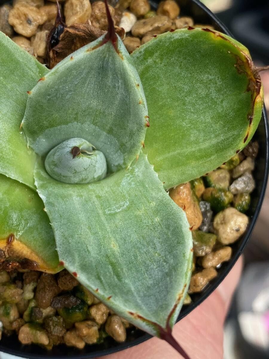 4*e様 週末のみセール 黄縞斑 パリー トランカータ オスプレイ 検