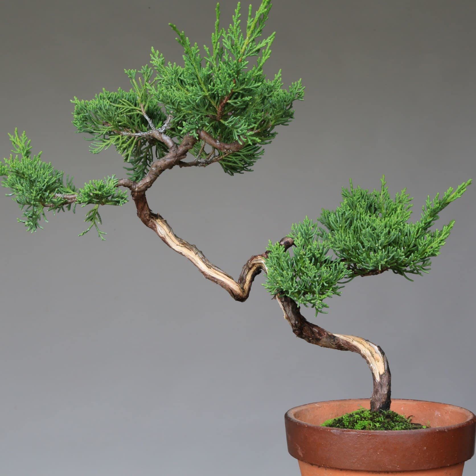 Amazon.co.jp: 糸魚川真柏 文人木 盆栽【泰寿園 Online】 : DIY・工具