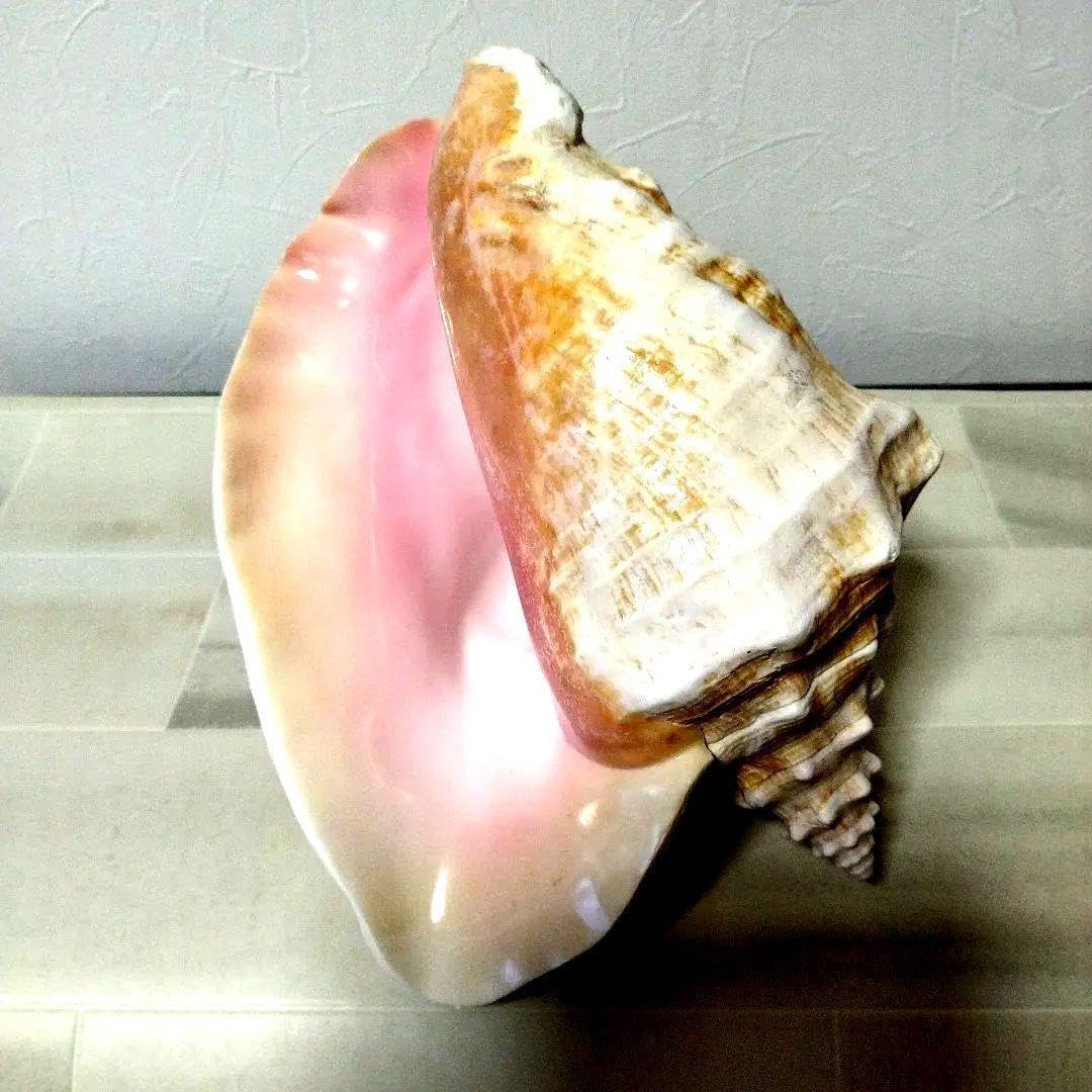 Amazon.co.jp: 超特大27cm 1.6kg 特上品 ピンク貝 コンク貝殻 置物