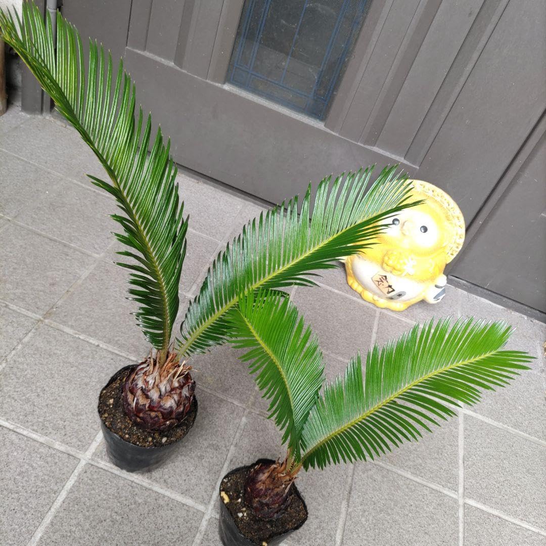 Amazon.co.jp: ソテツ蘇鉄 脇芽株 新葉発根済み2株セット観葉植物