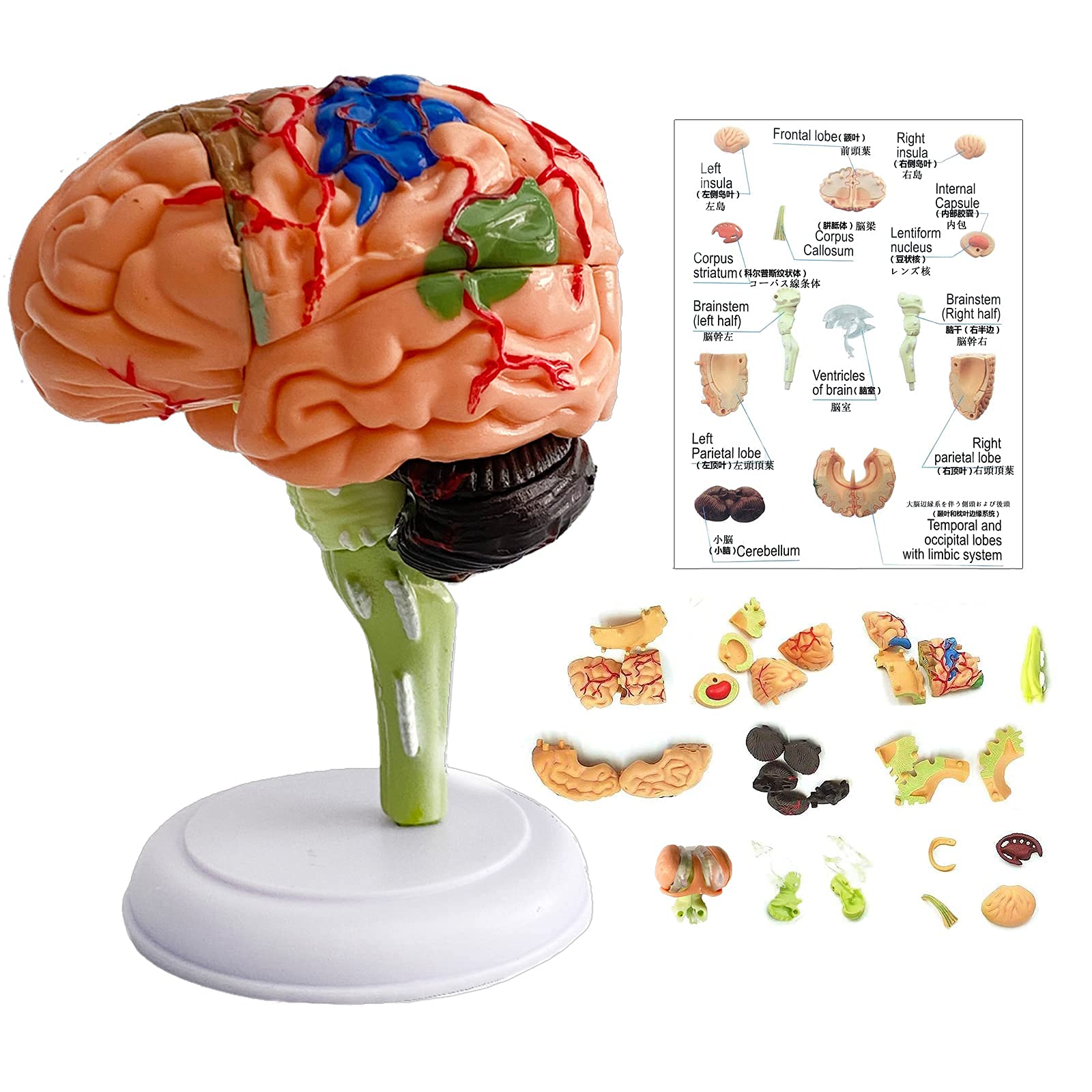 Amazon.co.jp: timiland 【脳 模型 医療従事者・人気】 脳解剖モデル