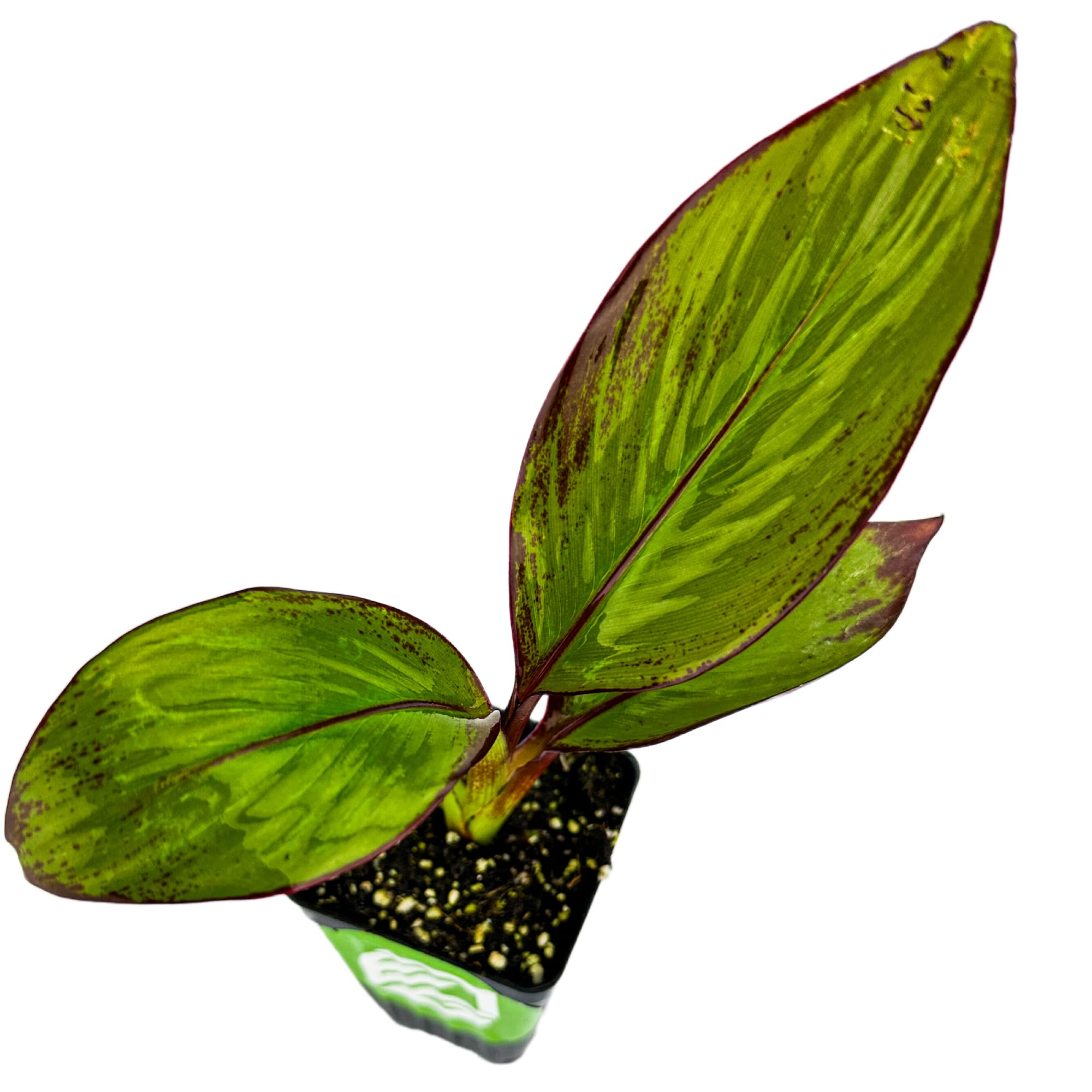 Bananana effects SLIP! 電池不要 レア Bananana effects SLIP! 電池