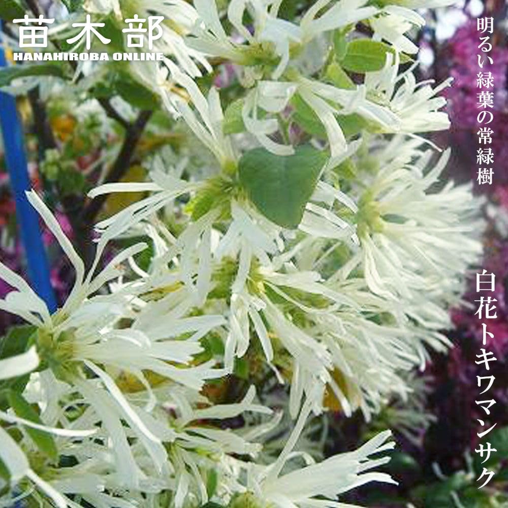 Amazon | 白花トキワマンサク 生垣用 苗 庭木 常緑樹 生垣 目隠し 低木