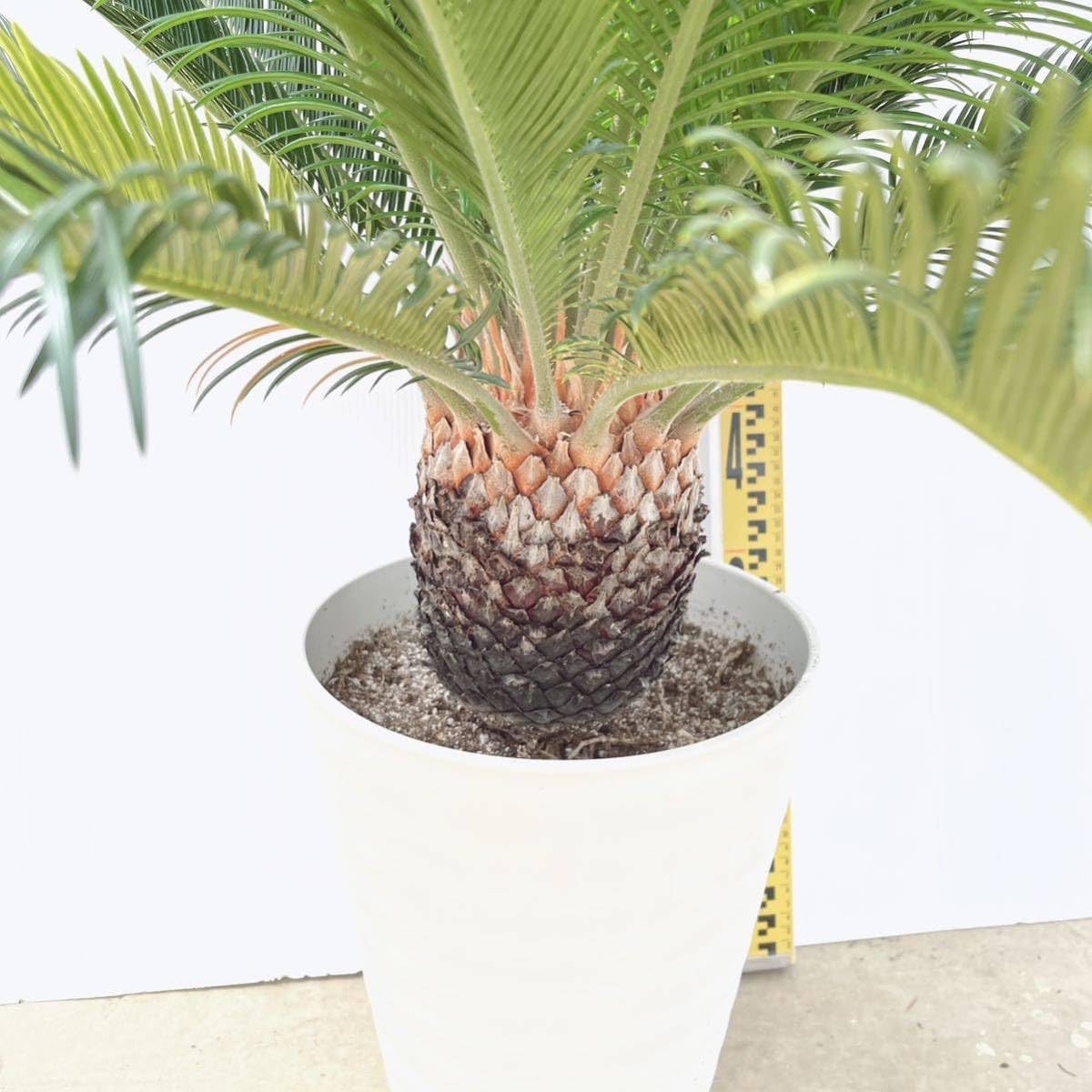 Amazon.co.jp: 斑入りソテツ 10号 大型大株 品種レア 蘇鉄 地植え