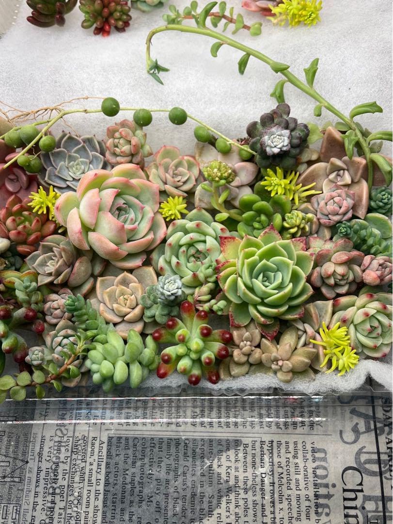 Amazon.co.jp: 多肉植物 多肉弁当 カット苗 パンジー 桃太郎 乙女心