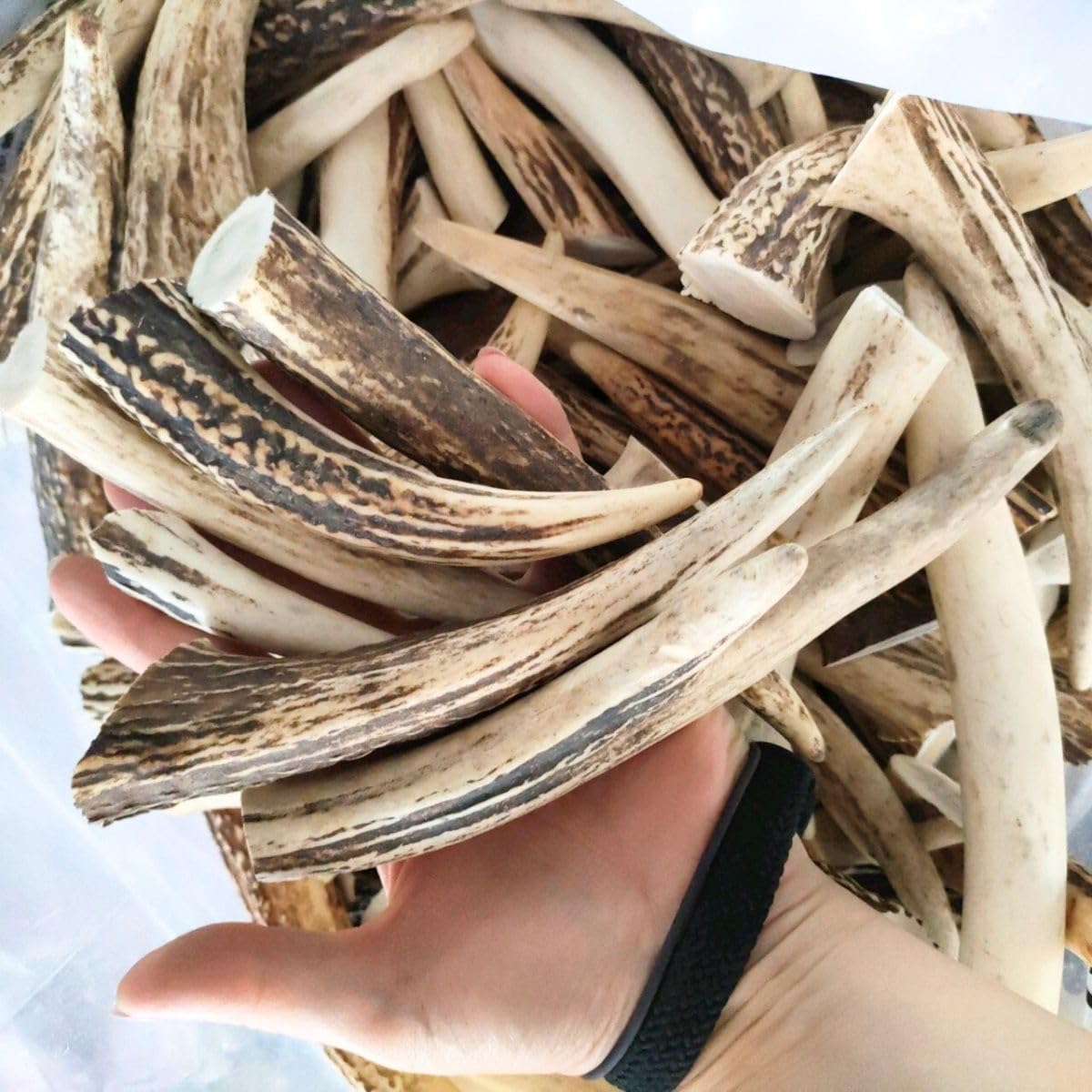 3 Susi【箱びっしり端材詰め合わせ】北海道エゾシカ 鹿の角 Susi様