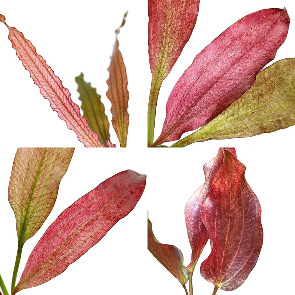 Amazon.co.jp: （水草）おまかせ赤系エキノドルス 1種（水中葉）（無