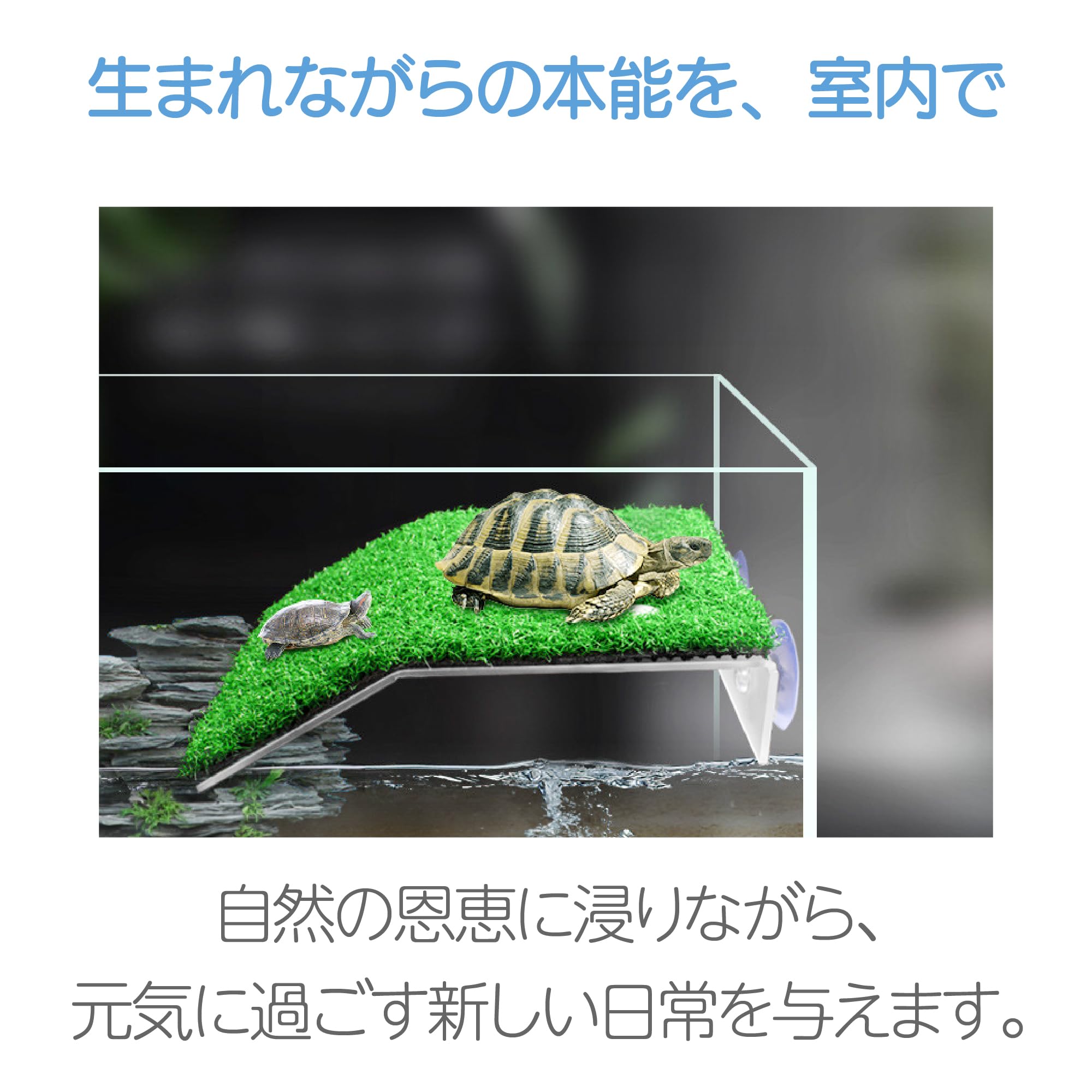 Amazon | HAPPY SUGAR 亀 陸地 吸盤 浮島 特大 カエル 水槽 爬虫類