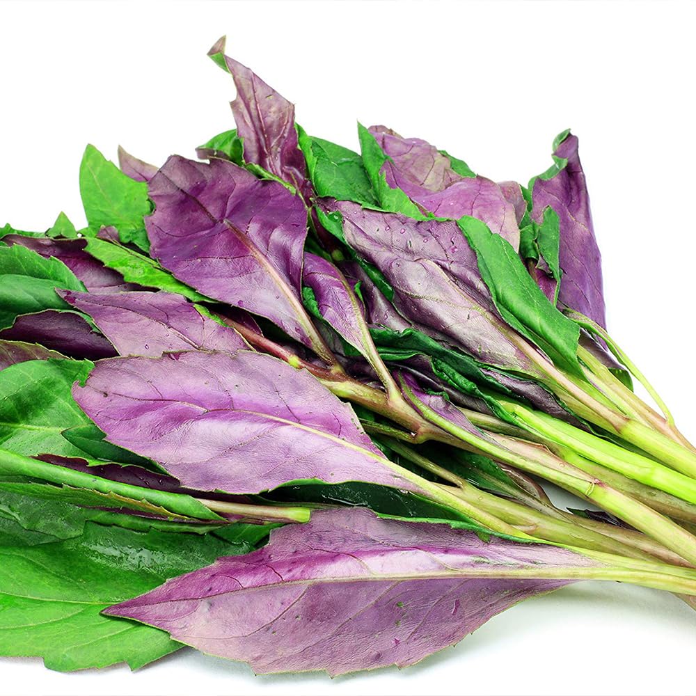 Amazon.co.jp: ITANSE 金時草(きんじそう・水前寺菜) 3～3.5号