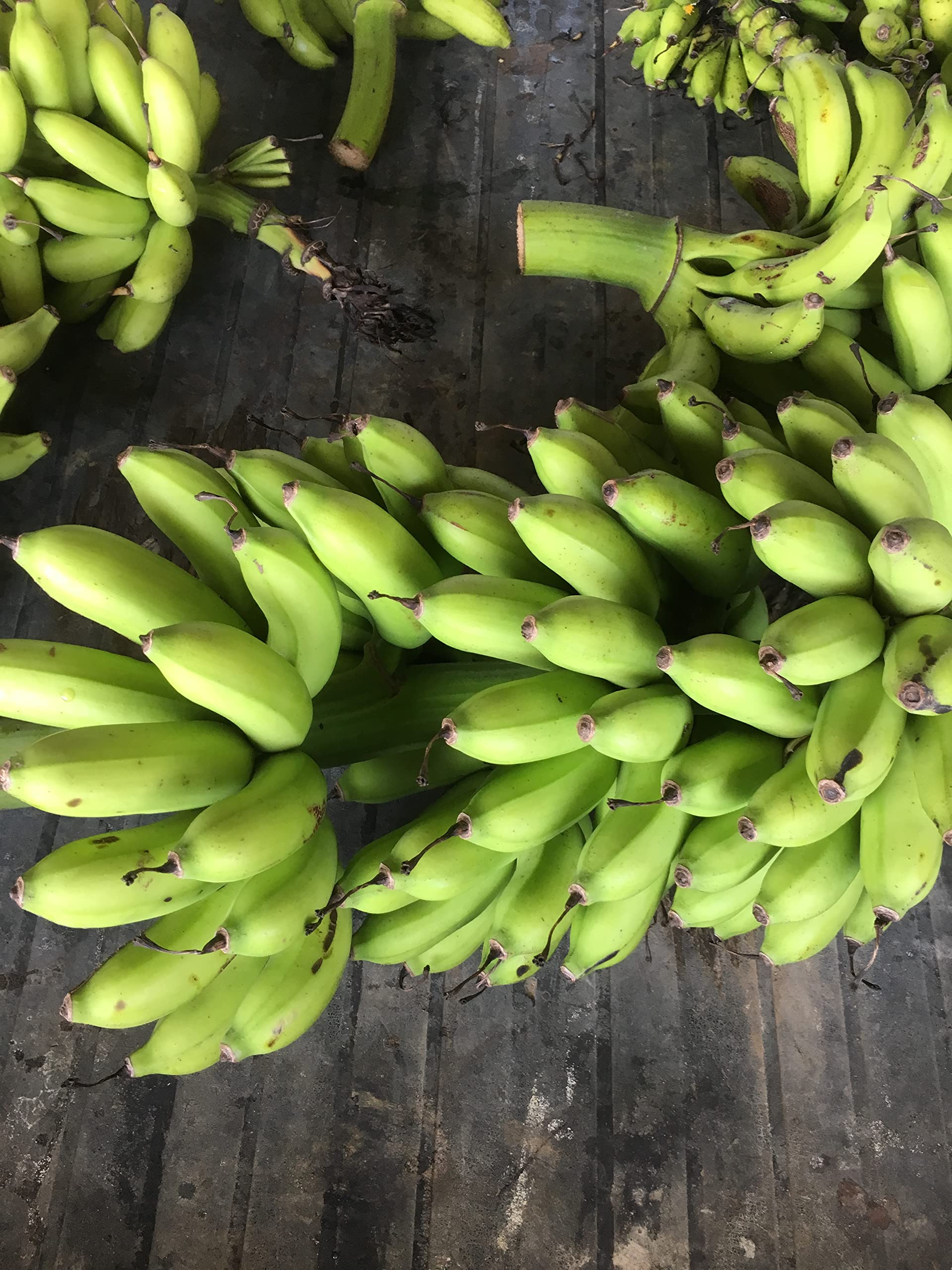 Amazon.co.jp: 島バナナの苗 - 家庭菜園で香り高い甘い実を育てる