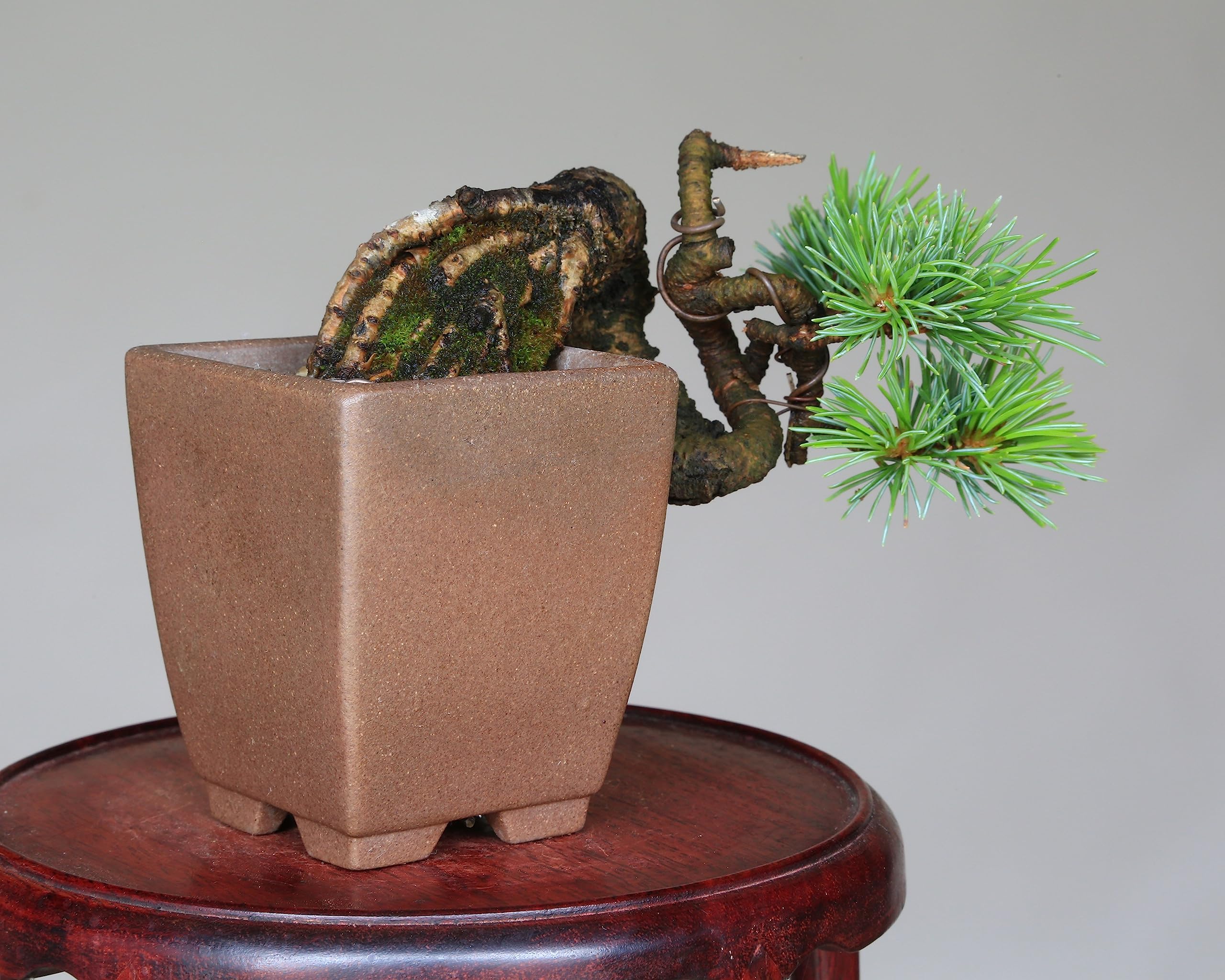 Amazon.co.jp: 吾妻五葉松『宝来』ミニ盆栽 【泰寿園 Online】 : DIY