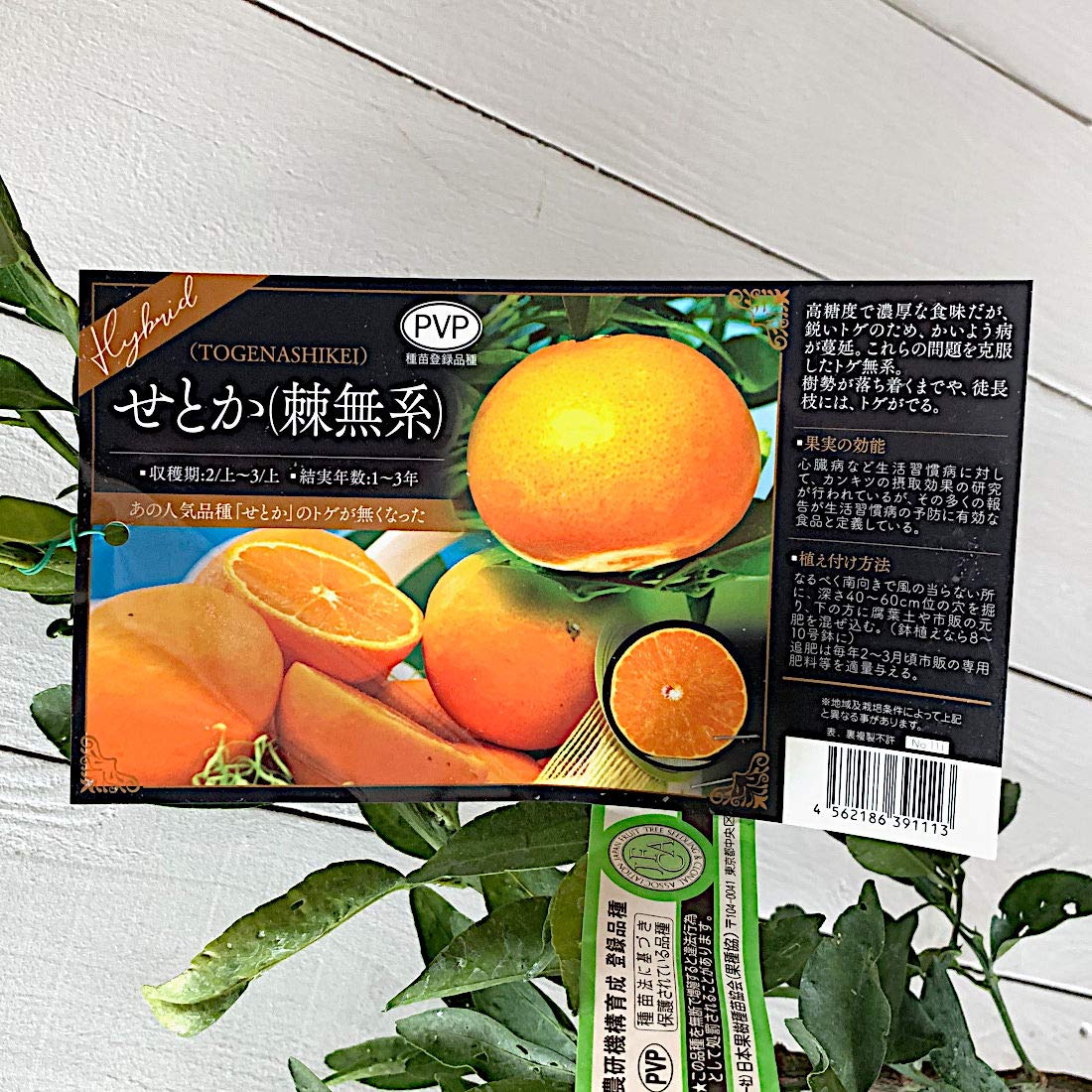 みかんの木 ♪週末セール✮様 みかんの木 ♪週末セール✮様｜蜜柑家