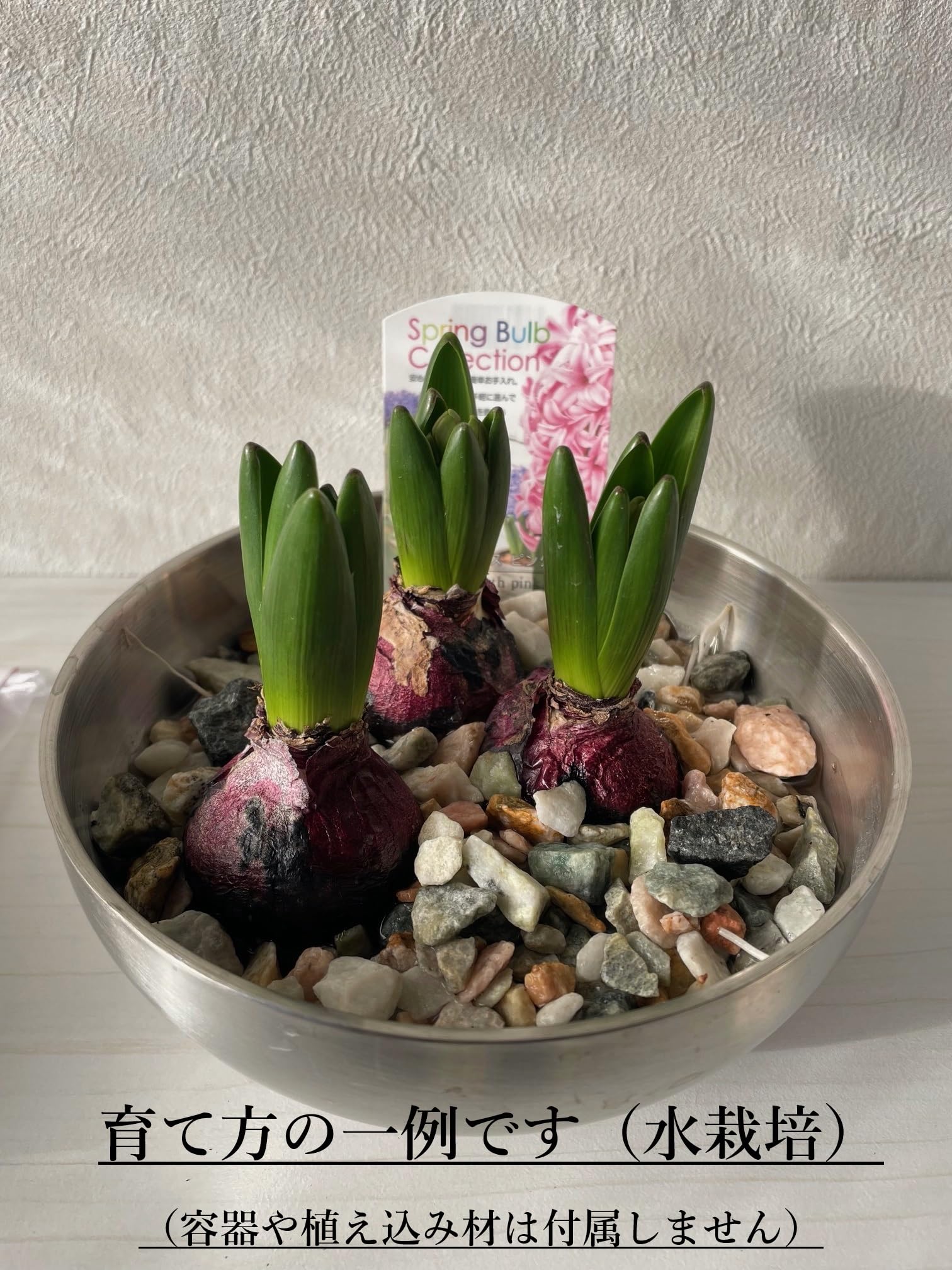 Amazon.co.jp: 土を使わない水栽培【ヒヤシンス「3色MIX」水耕栽培球根