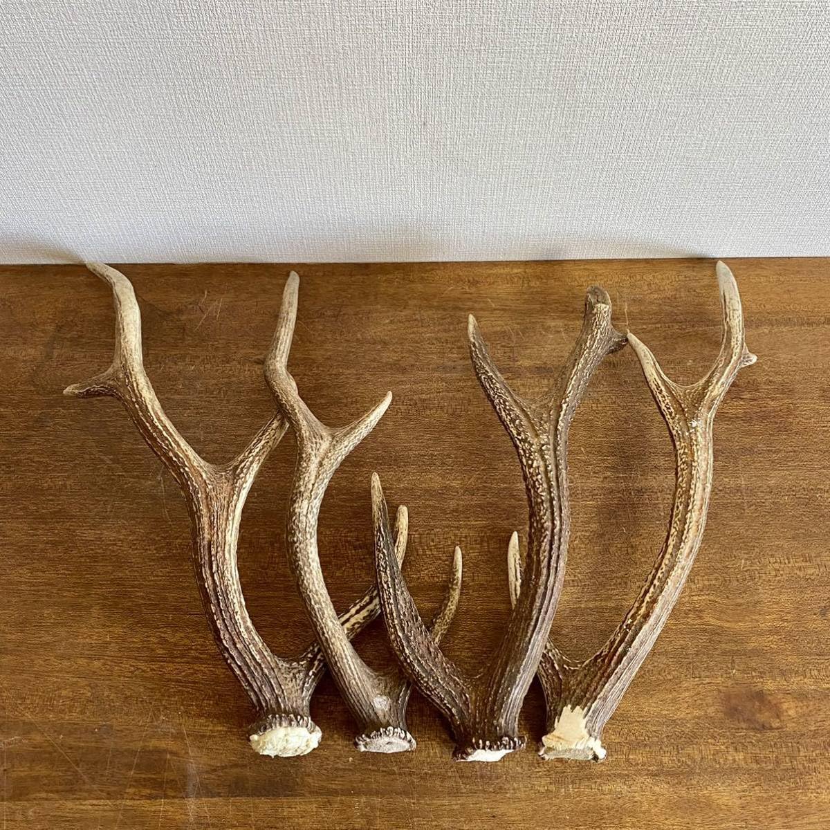 鹿の角 蝦夷鹿 10本セット No.2 鹿の角 蝦夷鹿 10本セット No.2 鹿の角