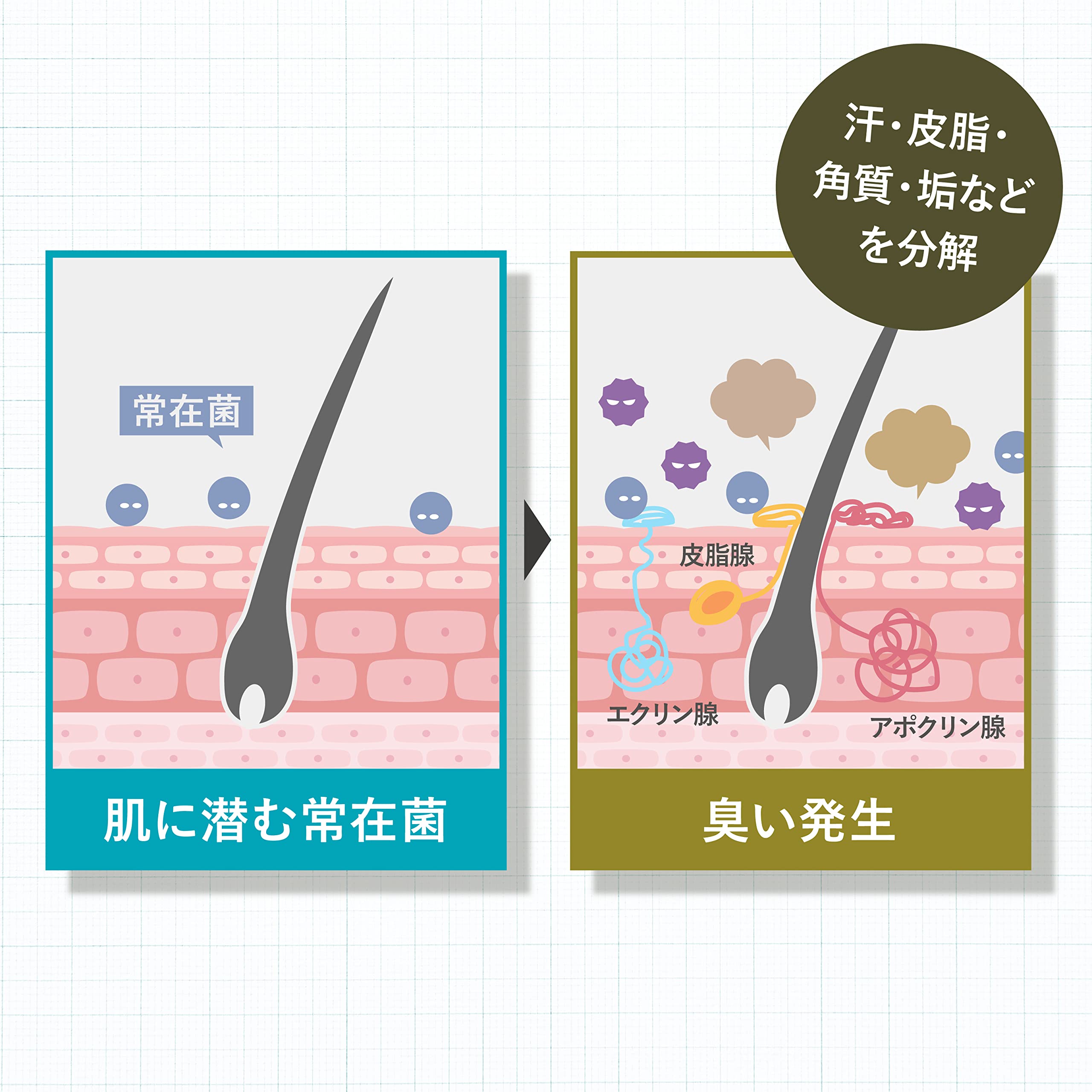 Amazon.co.jp: 【公式】プルーストフットクリーム 医薬部外品 無香料