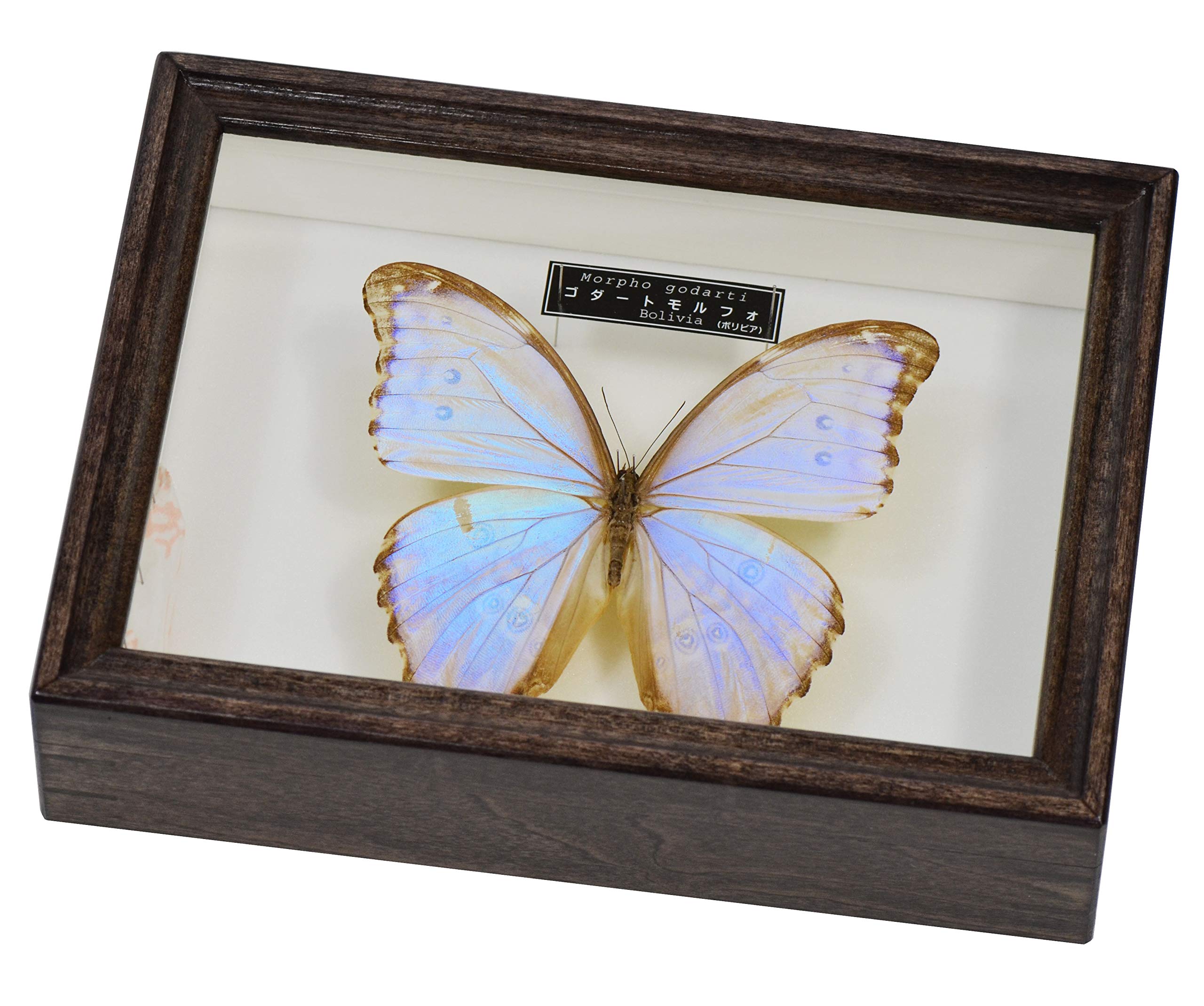 Amazon | 美しい蝶の標本 名和昆虫博物館企画・製作 ゴダートモルフォ