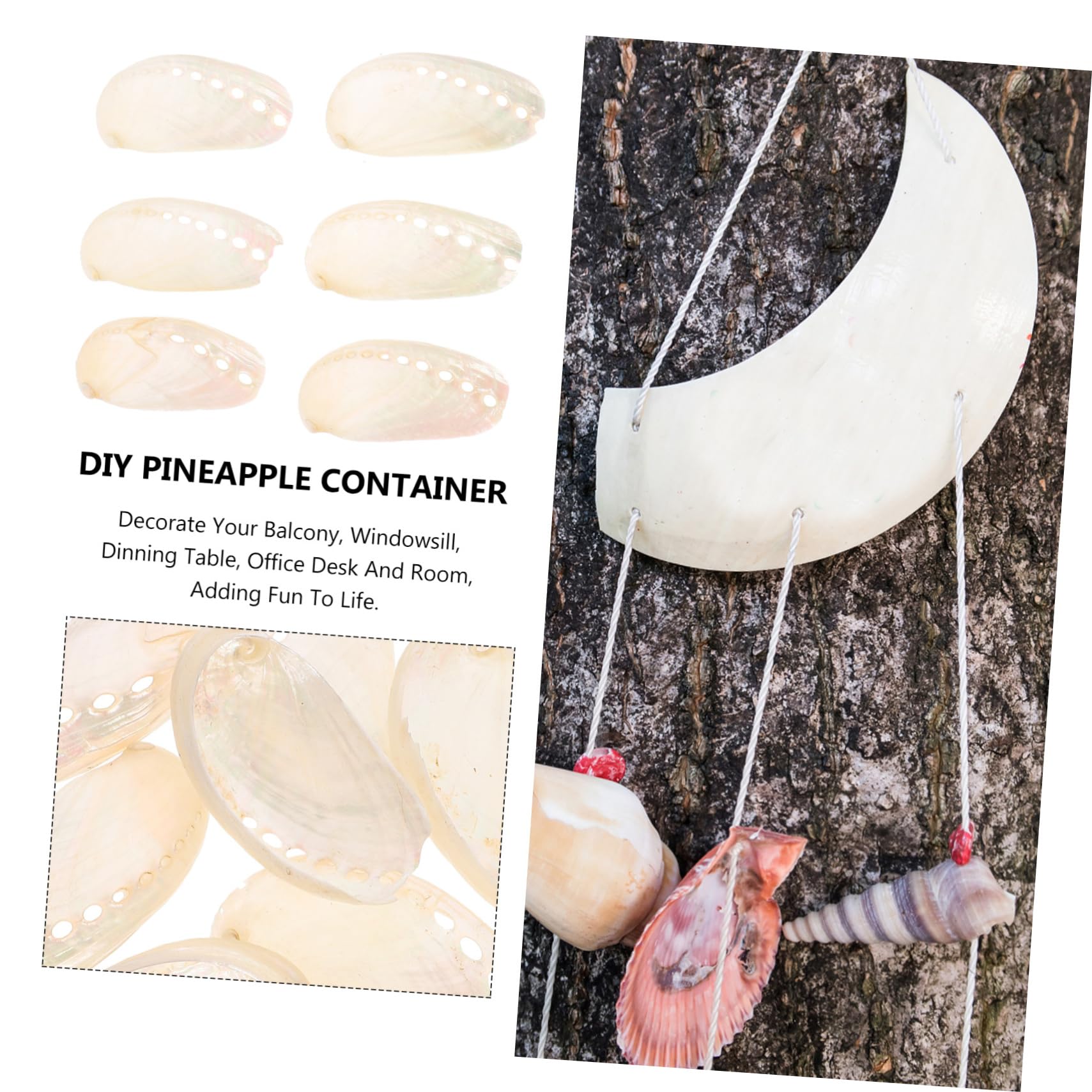 Amazon.co.jp: Gatuida 天然アワビの貝殻 6個セット 1.57～2.36インチ