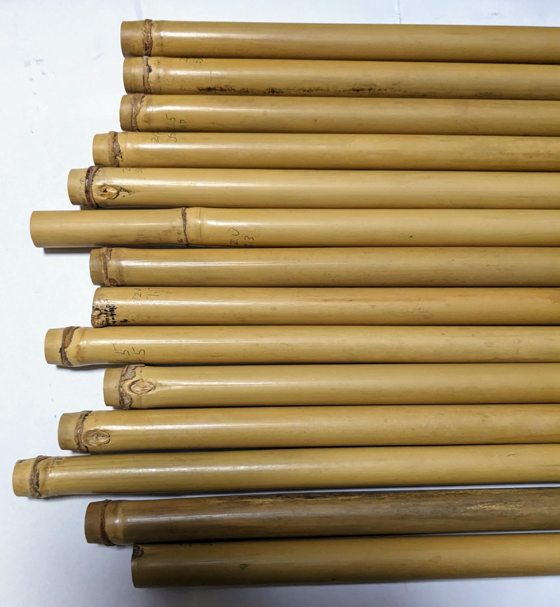 Amazon | ケーナ篠笛しのぶえ用竹材 女竹メダケめだけ 直径21.5〜22mm