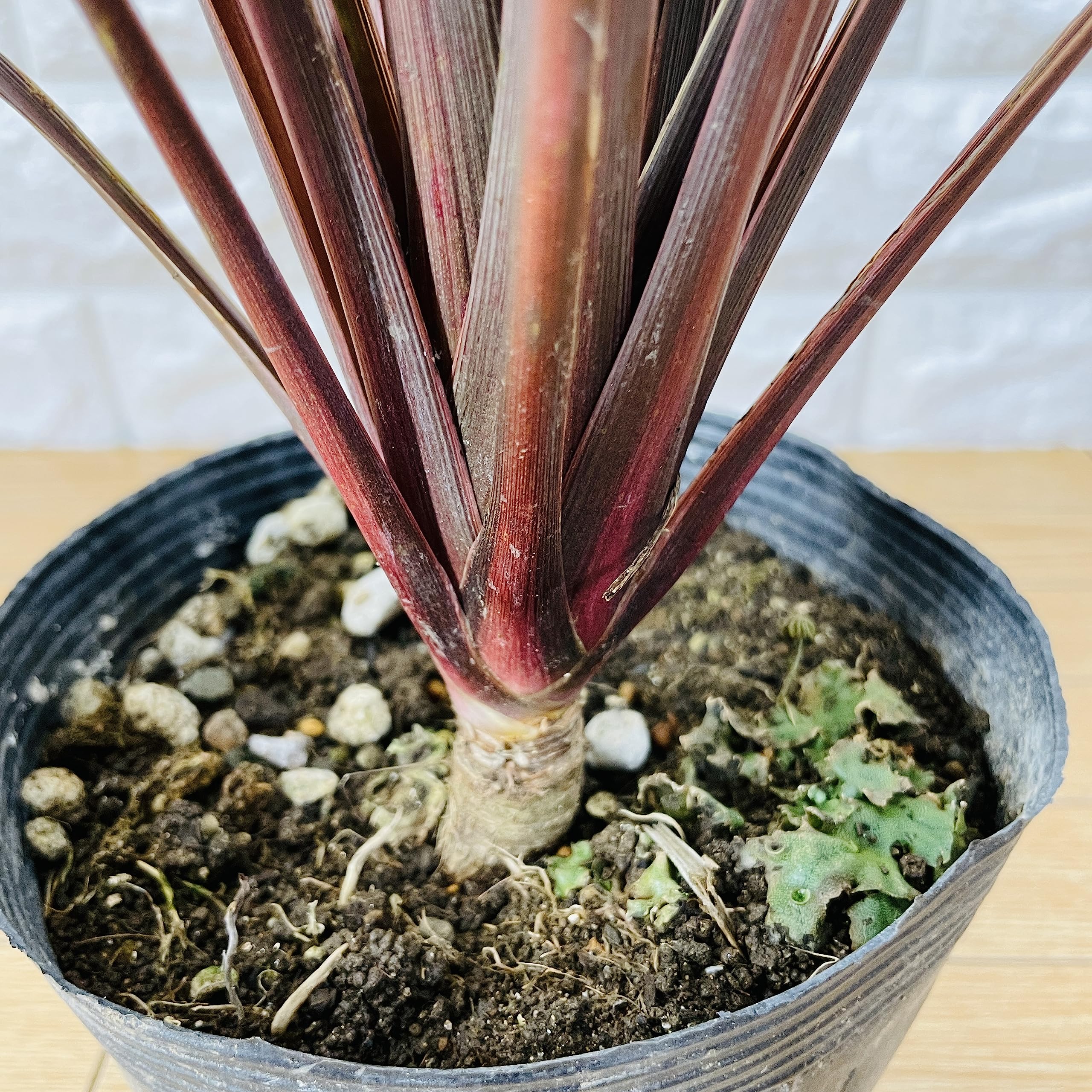 Amazon｜観葉植物 コルジリネ オーストラリス レッドスター 赤ドラセナ