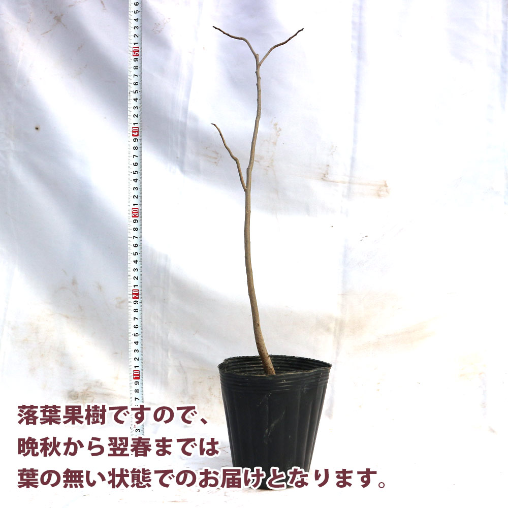 ポポーの苗木【12cmポット果樹苗 3年生実生苗／1個】｜ 【植物の