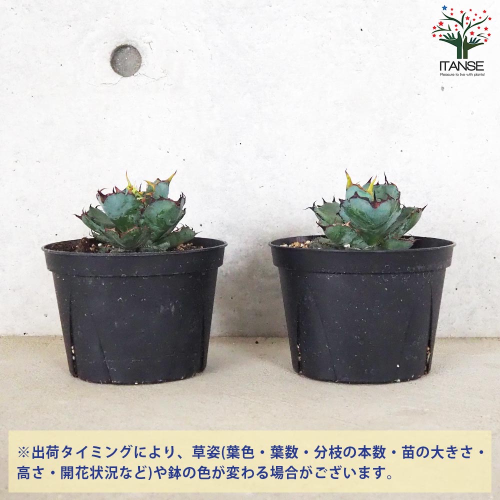 アガベ チタノタ・ブラックアンドブルー【多肉植物 5号鉢／1個売り