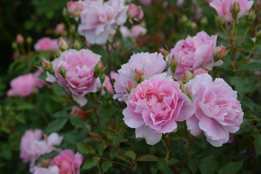 レ・グラン ・ビュッフェ（大苗）7号鉢植え ドリュー（Doreix