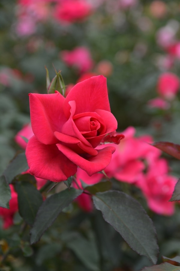 ブラックティー（大苗）7号鉢植え バラ苗 四季咲き大輪系