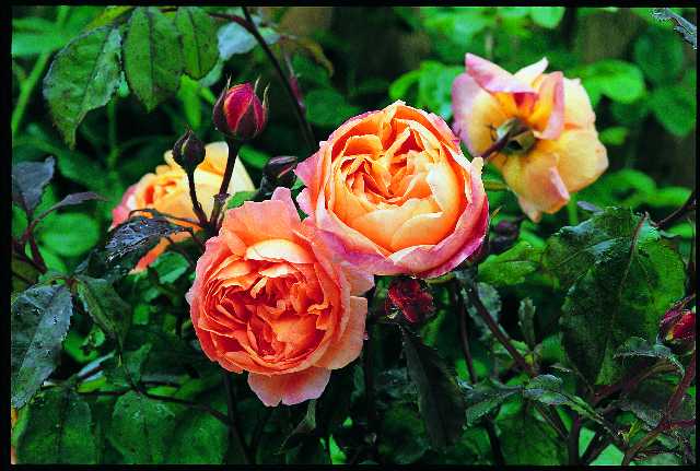 レディ・エマ・ハミルトン（Ausbrother）（大苗）7号鉢植え バラ苗