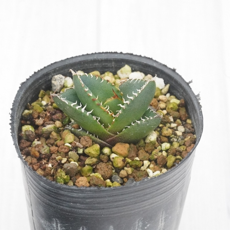 REZA産】イラン株 選抜 アガベ TARANTULA 特大 REZA産】イラン株 選抜