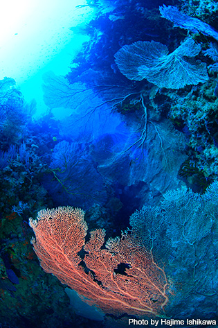 パプアニューギニア ロロアタでダイビング｜エリア情報｜Marine Diving