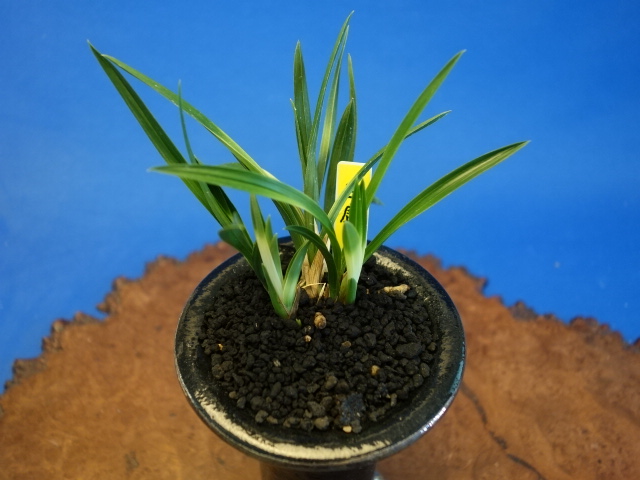 韓国春蘭作上がり2点の紹介です。 - 群馬松永蘭園