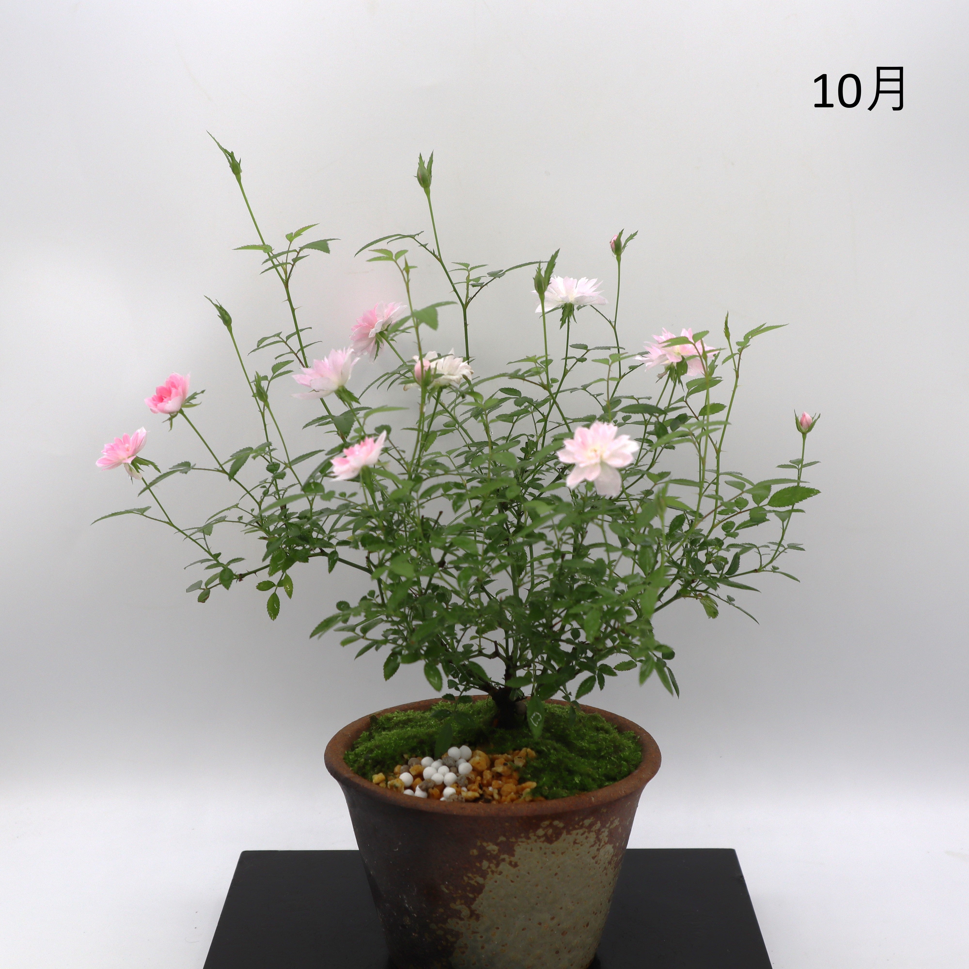 姫乙女-萬古焼・赤吹 – ミニばら盆栽学園