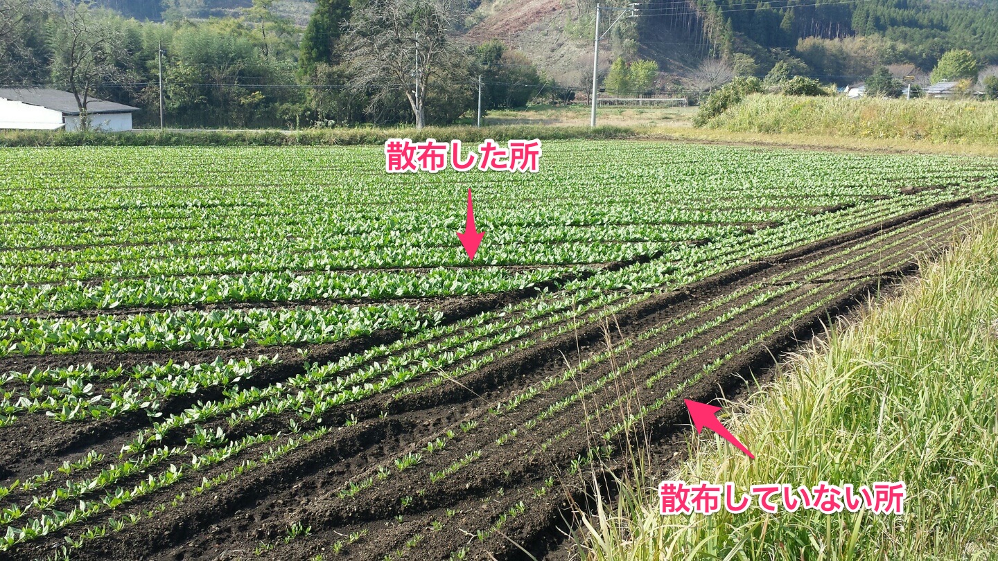 ミホちゃん | ミリオンシールド（ミホちゃん） - 鹿児島 天然植物活力