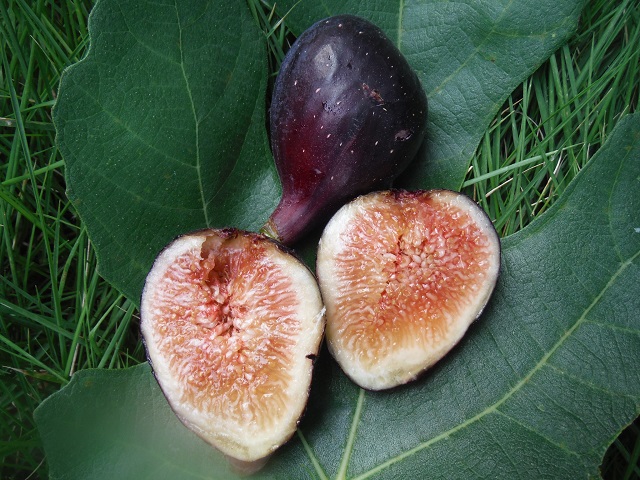 宮菜園-無花果-アビク（Abicou）（