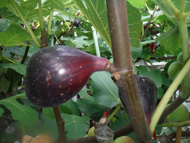 宮菜園-無花果-アビク（Abicou）（